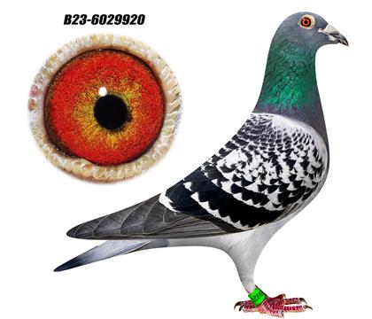 ���ض�X����ƥ�������� 920��