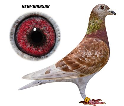 �����ֵܡ�������˹��ֱϵ 538��