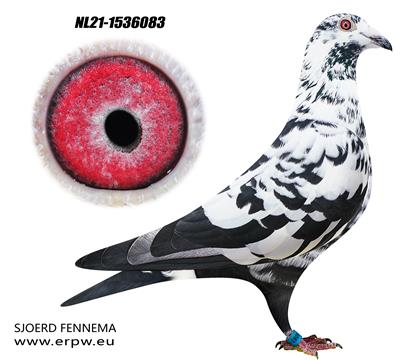 ��Ƥ��������Ѫ 083��