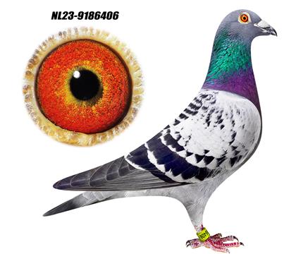 ������С��X�����ȡ� ֱϵ 406��