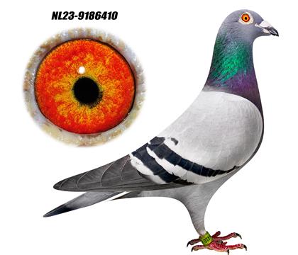 �о������8������Ů 410��