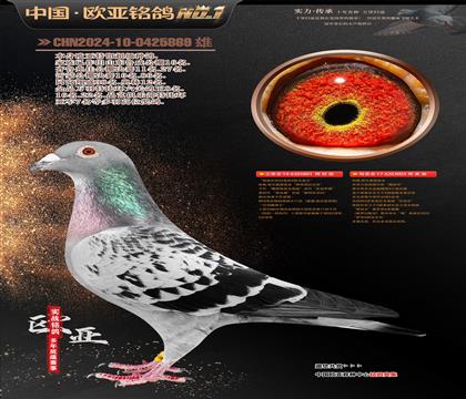 ƥ03ֱXŷԪֱŮ801X003