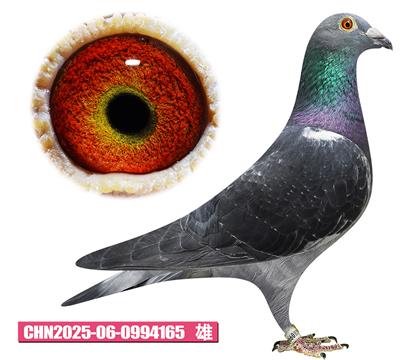 考夫曼-拿邦號(hào)165