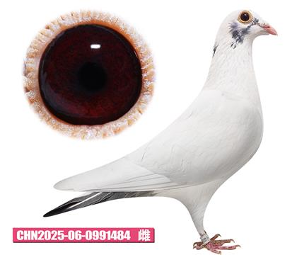 馬塞爾-獅王天使484