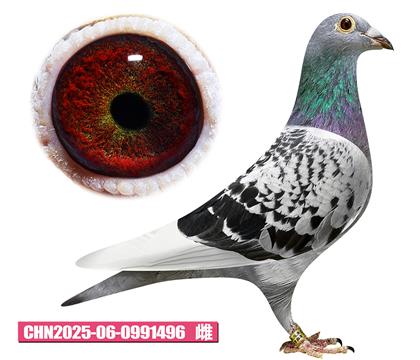 最佳基特爾-壞女孩496