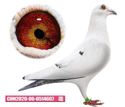 克拉森-小白先生667