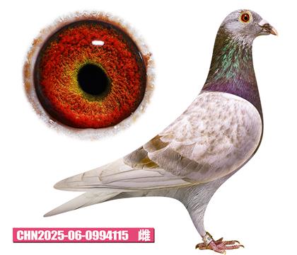 范登布克-好紅公主115