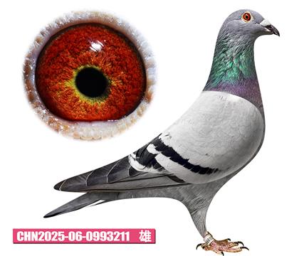 迪布恩-卡梅隆211