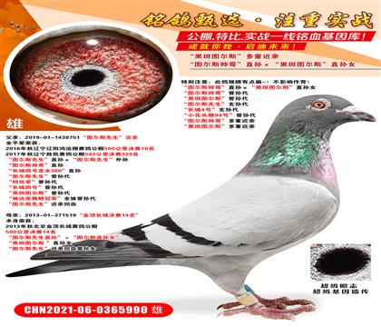 D˹硱ֱOڰ߈D˹ֱOŮ  D˹硱