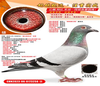 D˹硱ֱOڰ߈D˹ֱOŮ  D˹硱