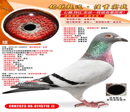 D˹硱ֱOڰ߈D˹ֱOŮ  D˹硱