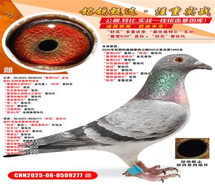 ѩ030ֱOûO ѩ(gu)ؠȫֱ