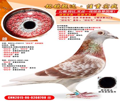 ���Ϻ�ơ����ú�š�ֱ������ú�š���Ѫ ���ú�š���������