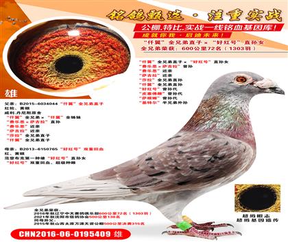 ���Ϻ��ۡ���Ǫ����ȫ�ֵ�ֱ�ӡ����ú�š�ֱ��Ů������˼������