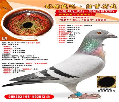 �����ض���ֱ������ú�š����ؽ��� ���ú�š����ؽ��׻�Ѫ