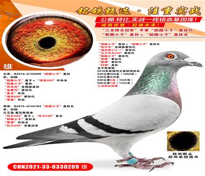 ȫƽ���ٻ������ۺϹھ�������С�ӡ�ֱ���������С�ӡ�ֱ��Ů