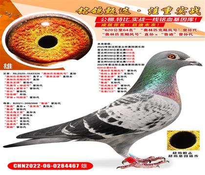 620����64��������ƥ��쫷�š�ֱ�����³�ϡ������