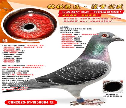 �����վ�鳲��ͼ��˹˧�硱ֱ���������������˻�Ѫ�� ��ͼ��