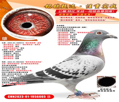 �����վ�鳲��ͼ��˹˧�硱ֱ���������������˻�Ѫ�� ��ͼ��