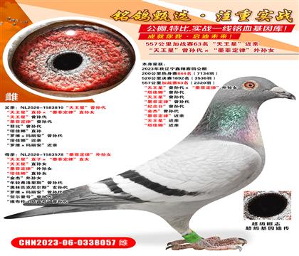 ���������ս��63���������ǡ����������ī�ƶ��ɡ�����Ů ��