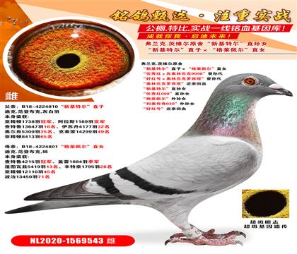 ������.��ά��ԭ�� ���»��ض���ֱ�ӡ������������ֱŮ ����