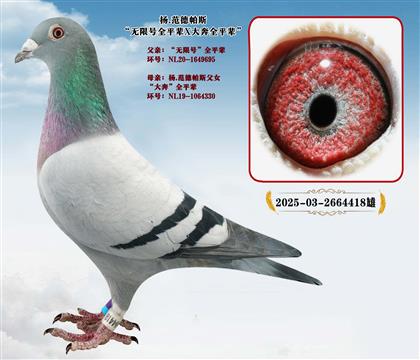 楊.范德帕斯“無限號(hào)”全平輩X“大奔”全平輩