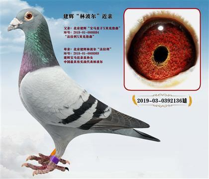 北京建輝鴿舍林波爾“法拉利”近親