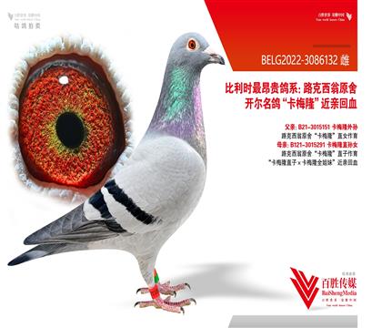 ·ԭᡰ÷¡Ѫ-3086132