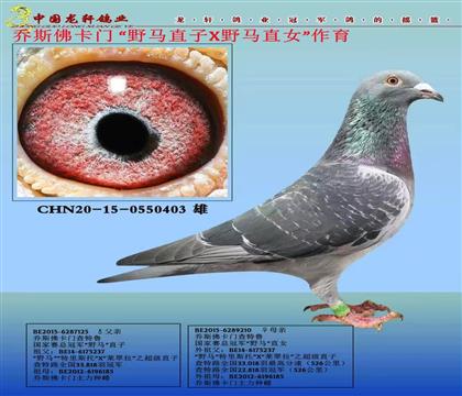 ɽ�^(q��)�D�yِ�¿�������˹���TҰ�R̖��݅�ֽ��H��Ѫ