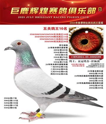 巨鹿輝煌五關(guān)鴿王10名