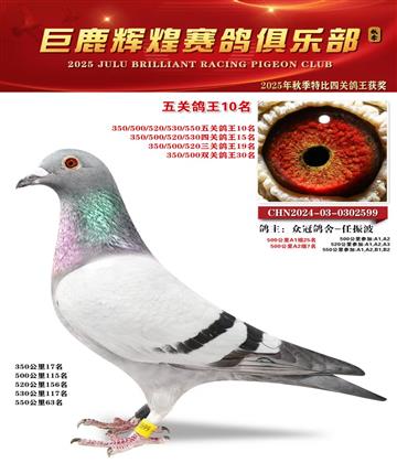 巨鹿輝煌五關(guān)鴿王10名