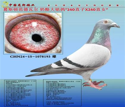 �����ж̾��xһ�P(gu��n)�ϰ�����˹�D�����ߠ�����240���H��Ѫ