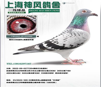 �Ϸ�33�O/����������܊x�����ϲ���19��