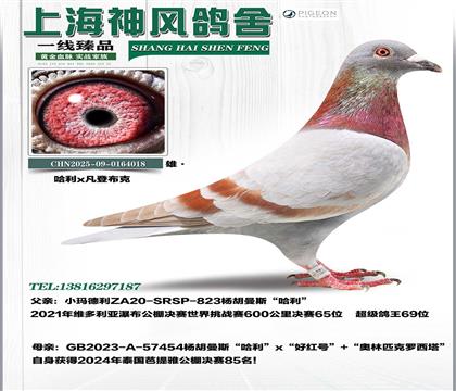 �����S������65��x����������85��