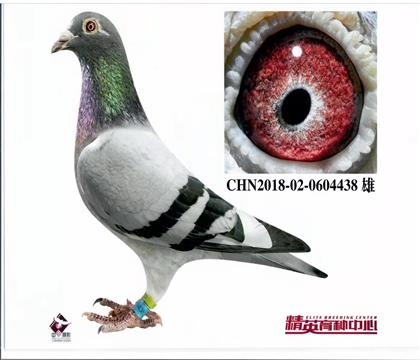 �W(li��n)������С��ֱ�O438