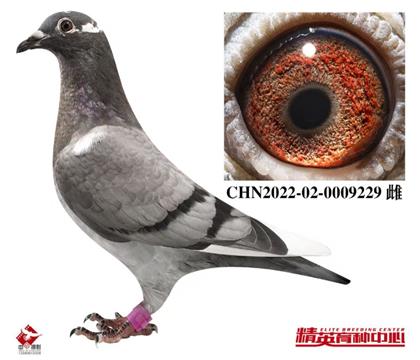 �W(li��n)��Ӣ��˹178���Hֱ�O229