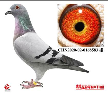 �W(li��n)������С�ӽ��H��Ѫ583