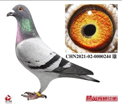 �W(li��n)���w�Ȱ׸�̖���H��Ѫ244