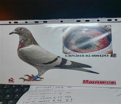 �W(li��n)������240���H��Ѫ293,�����N������������