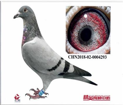 ŷ��������240���׻�Ѫ293,�����ָ��������𽱸�