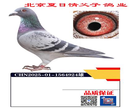 ������Ѫ4924