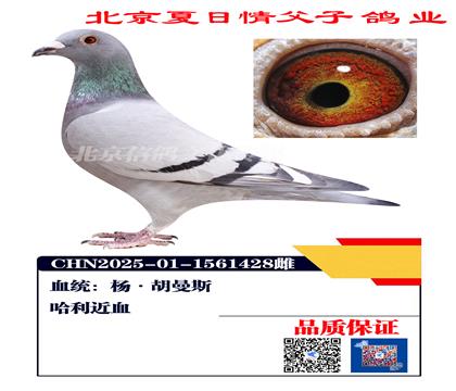 ������Ѫ1428