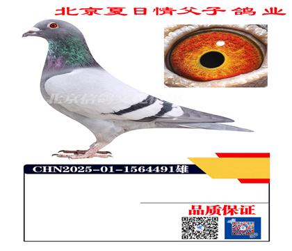 ë��X�ՠ�÷˹4491