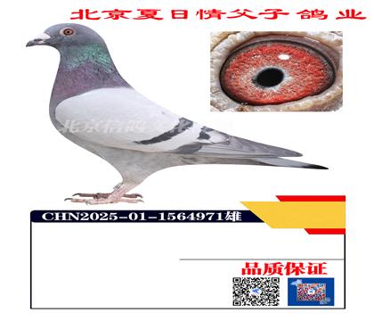 �����к�X��ƿ�4971