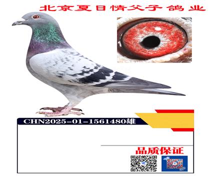 ë��X�ՠ�÷˹1480