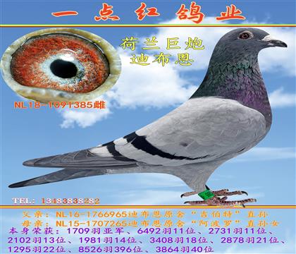 荷蘭巨炮迪布恩高位獎(jiǎng)種鴿