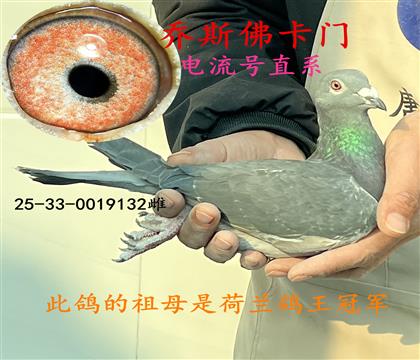 電流號(hào)直系