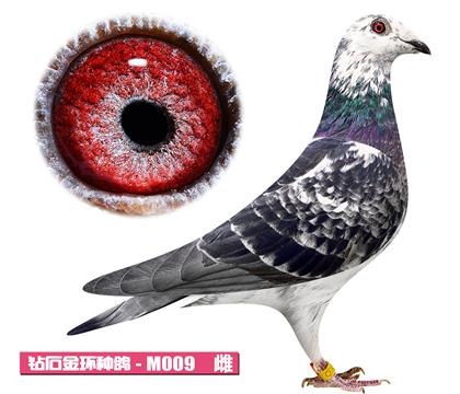 噶斯頓-奶酪花雌M009