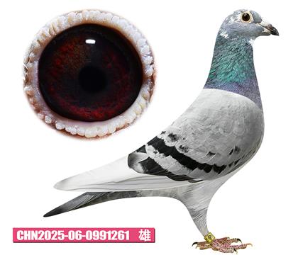 范登布克-基特爾261