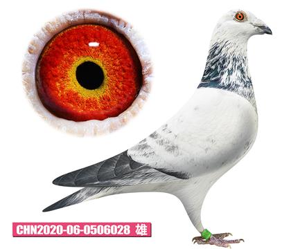 克拉森-小白先生028